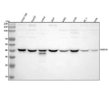 Anti-WWOX Antibody