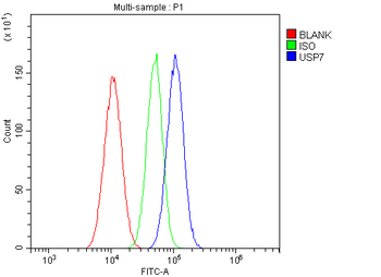 Anti-HAUSP/USP7 Antibody