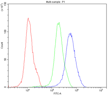 Anti-SATB1 Antibody