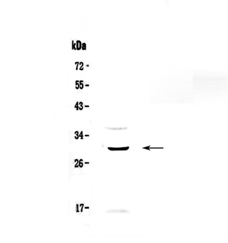 GPCR GPR40/FFAR1 Antibody