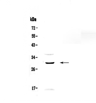 Anti-GPCR GPR40/FFAR1 Antibody