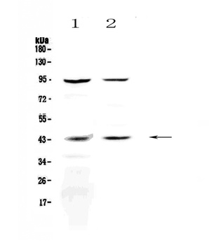 KiSS1 receptor/KISS1R Antibody