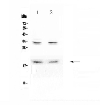 Pleiotrophin/PTN Antibody
