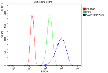 Anti-VAPB Antibody