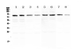DNA Polymerase iota/POLI Antibody