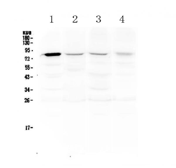 Anti-DNA Polymerase iota/POLI Antibody