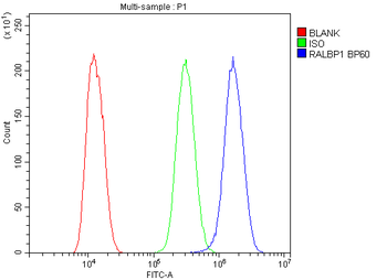 Anti-RALBP1 Antibody