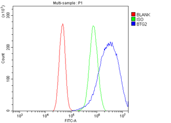Anti-BTG2 Antibody