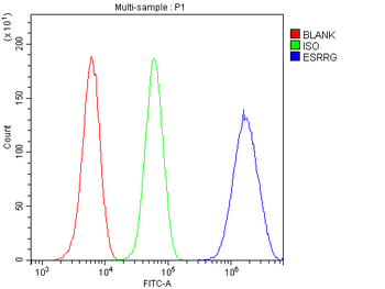 Anti-strogen Related Receptor gamma/ESRRG Antibody