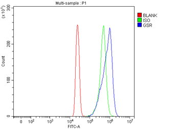 Anti-Glutathione Reductase/GSR Antibody