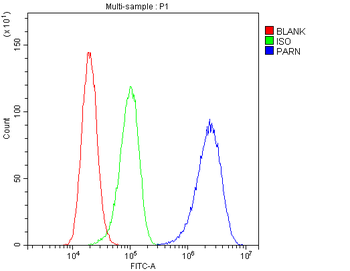 Anti-PARN Antibody