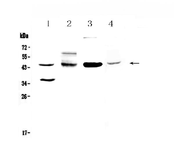 Anti-CD200/OX2 Antibody