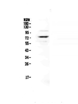 Protein S/PROS1 Antibody
