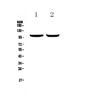 Anti-Dynamin 2/DNM2 Antibody