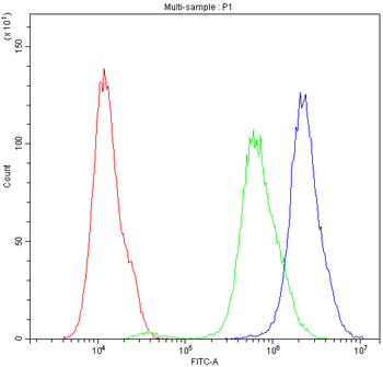 Anti-SCRIBBLE Antibody