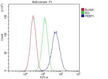 PBP/PEBP1 Antibody