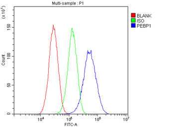 Anti-PBP/PEBP1 Antibody