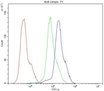 Anti-CCKBR Antibody