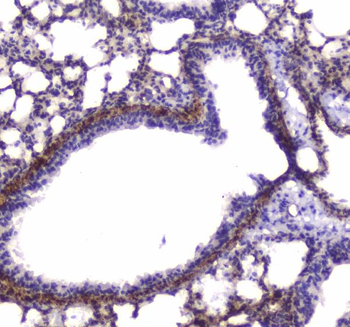 Anti-Myosin light chain kinase/MYLK Antibody