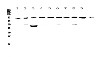 Anti-Cullin 5/CUL5 Antibody