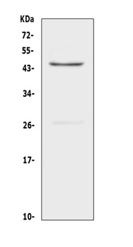 CD134/OX40/Tnfrsf4 Antibody