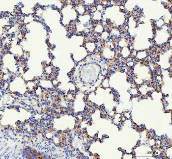 Anti-VE-Cadherin Cdh5-Antibody