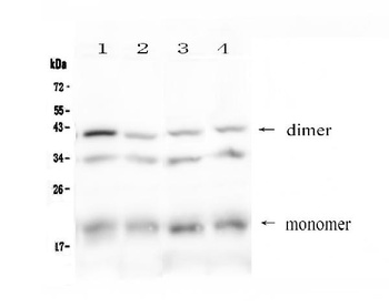 BAFF Receptor/Tnfrsf13c Antibody