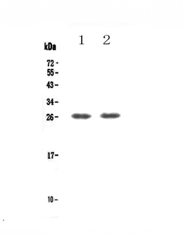 TNFRSF18 Antibody