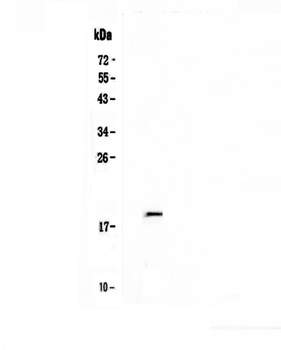 IL32 Antibody
