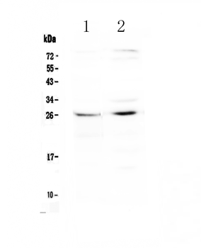 Anti-SLC31A1/CTR1 Antibody
