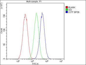 TCP1 eta/CCT7 Antibody