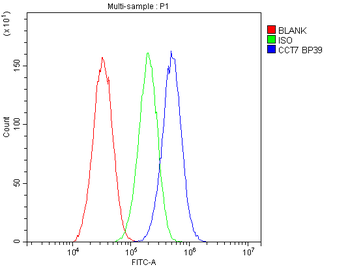 Anti-TCP1 eta/CCT7 Antibody