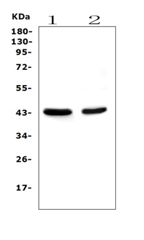 PON1 Antibody (monoclonal, 6B1)