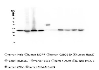 APE1 APEX1 Antibody (monoclonal, 5C11)