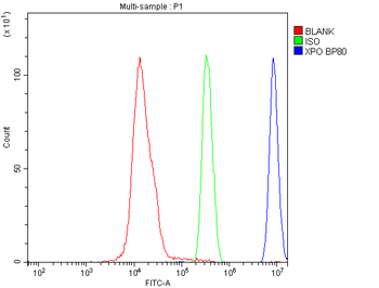 Anti-CRM1 XPO1 Antibody (monoclonal, 5G3)