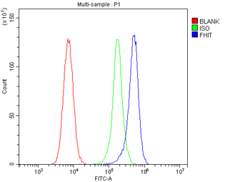 Anti-FHIT Antibody (monoclonal, 26H7)