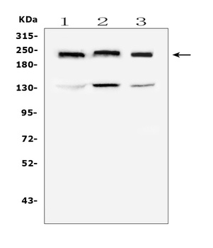 Collagen IV COL4A1 Antibody (monoclonal, 3G3)