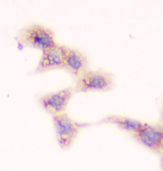 Anti-SMN1/2 Antibody (monoclonal, 2B10)