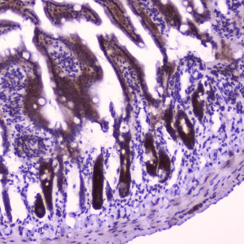 Anti-FLIP/CFLAR Antibody