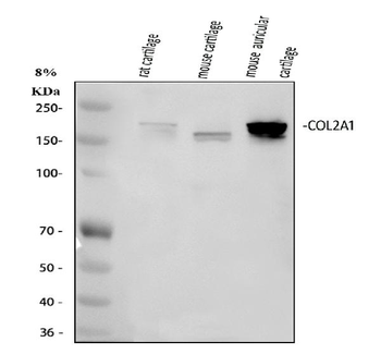 Anti-Collagen II/COL2A1 Antibody
