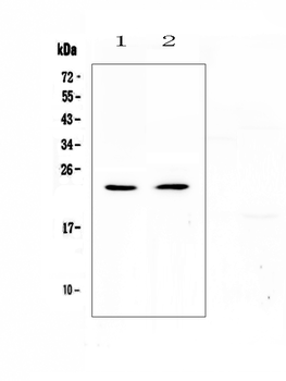 Anti-FNDC5 Antibody
