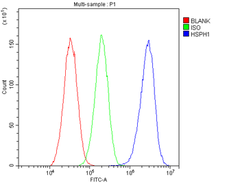 Anti-Hsp105/HSPH1 Antibody
