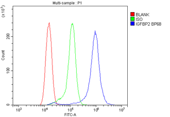 Anti-IGFBP2 Antibody