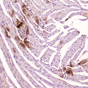 Anti-ANP/Nppa Antibody