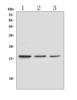 Ribonuclease 3/RNASE3 Antibody