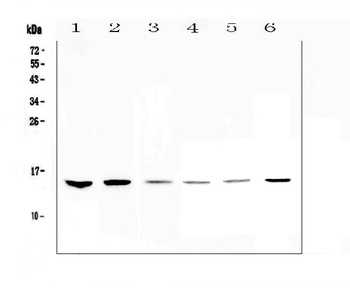 HE4/WFDC2 Antibody