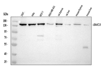SMC3 Antibody (monoclonal, 4C12)