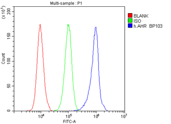 Anti-AHR Antibody
