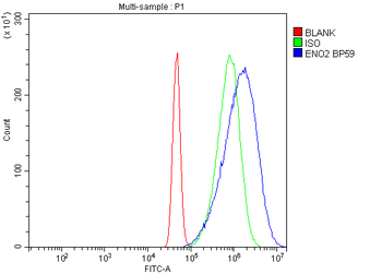 Anti-NSE/ENO2 Antibody