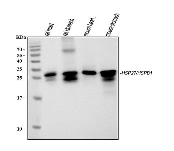 Hsp27/Hspb1 Antibody